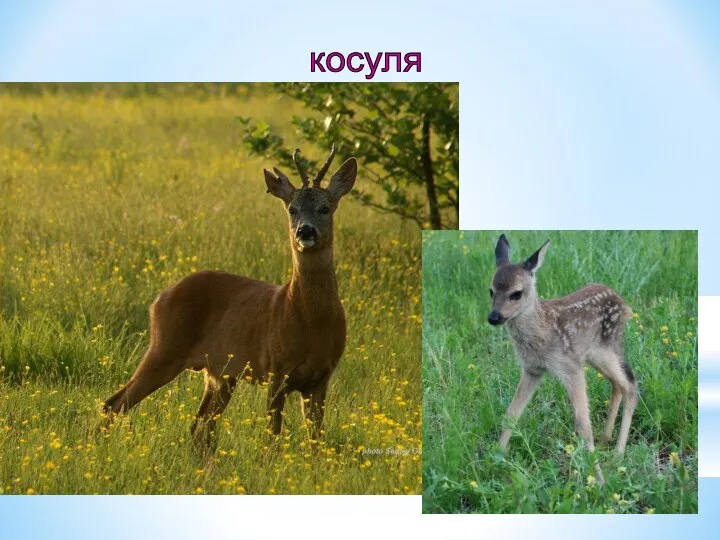 косуля