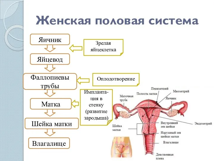 Женская половая система Яичник Яйцевод Фаллопиевы трубы Матка Шейка матки Влагалище Зрелая