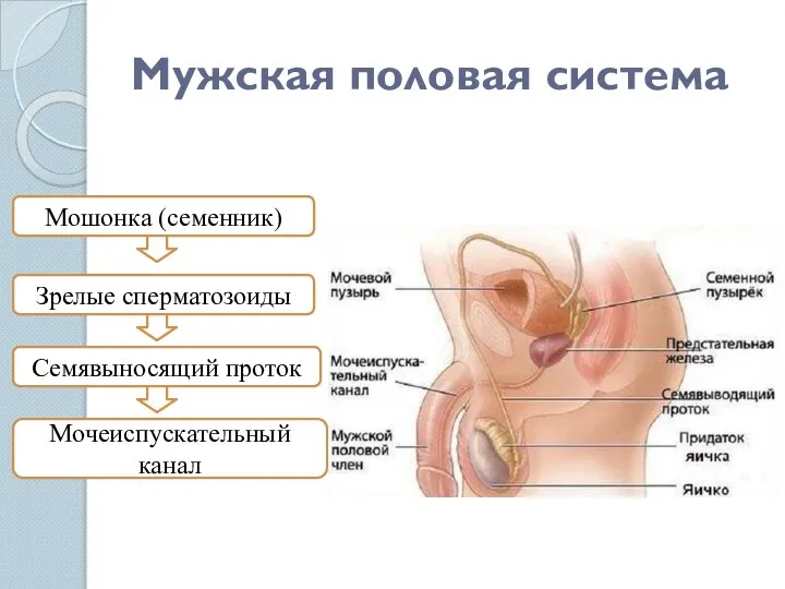 Мужская половая система Мошонка (семенник) Зрелые сперматозоиды Семявыносящий проток Мочеиспускательный канал