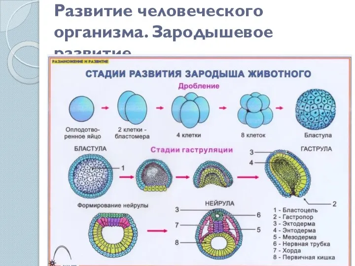 Развитие человеческого организма. Зародышевое развитие