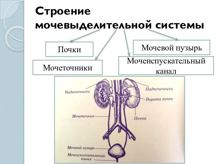 Строение мочевыделительной системы Почки Мочеточники Мочевой пузырь Мочеиспускательный канал