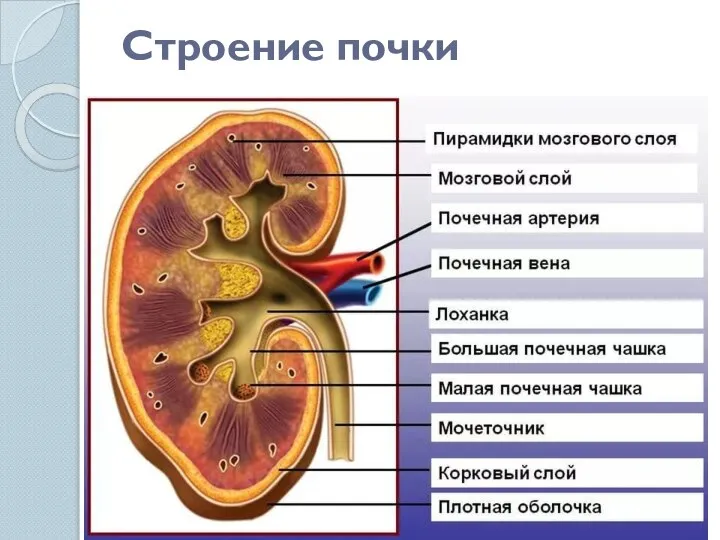 Строение почки