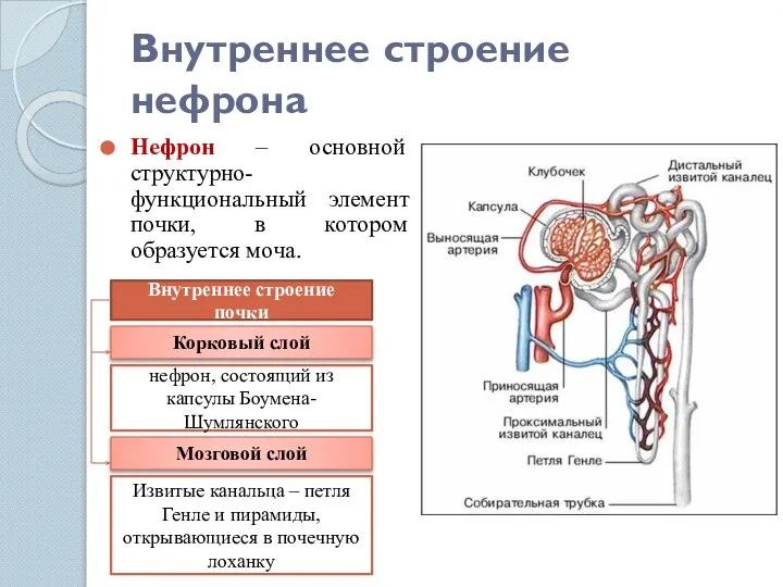 Внутреннее строение нефрона Нефрон – основной структурно-функциональный элемент почки, в котором образуется