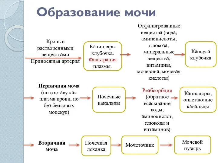 Образование мочи Кровь с растворенными веществами Приносящая артерия Капилляры клубочка. Фильтрация плазмы.