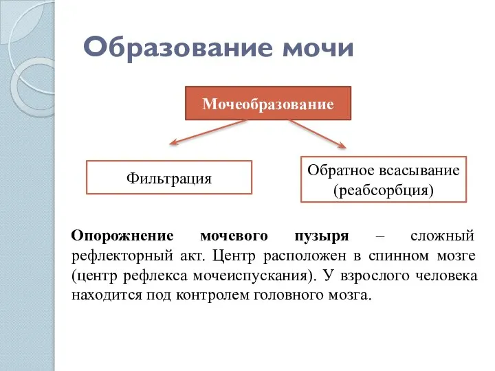 Образование мочи Опорожнение мочевого пузыря – сложный рефлекторный акт. Центр расположен в