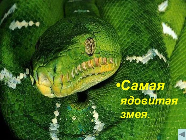 Самая ядовитая змея. Самая ядовитая змея.