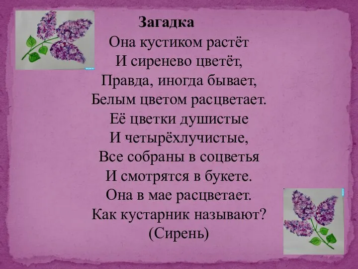 Она кустиком растёт И сиренево цветёт, Правда, иногда бывает, Белым цветом расцветает.