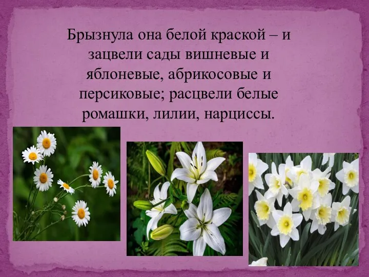 Брызнула она белой краской – и зацвели сады вишневые и яблоневые, абрикосовые