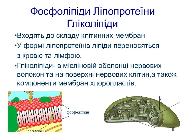 Фосфоліпіди Ліпопротеїни Гліколіпіди Входять до складу клітинних мембран У формі ліпопротеїнів ліпіди