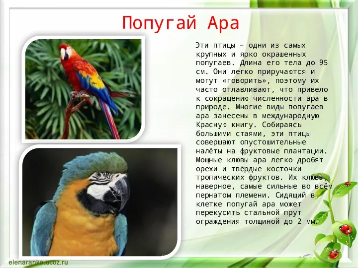 Попугай Ара Эти птицы – одни из самых крупных и ярко окрашенных