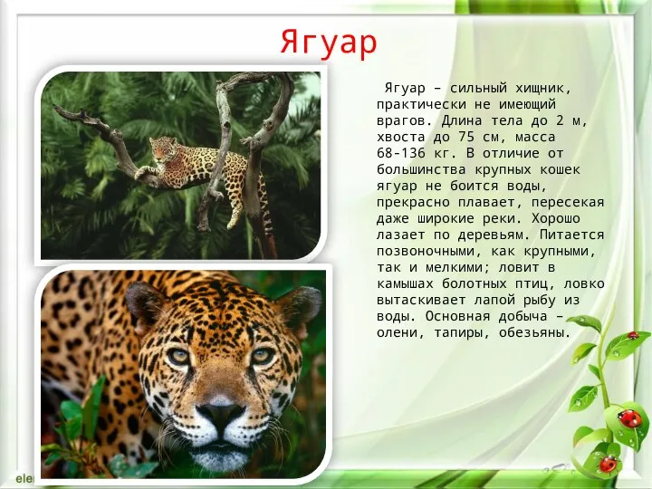 Ягуар Ягуар – сильный хищник, практически не имеющий врагов. Длина тела до