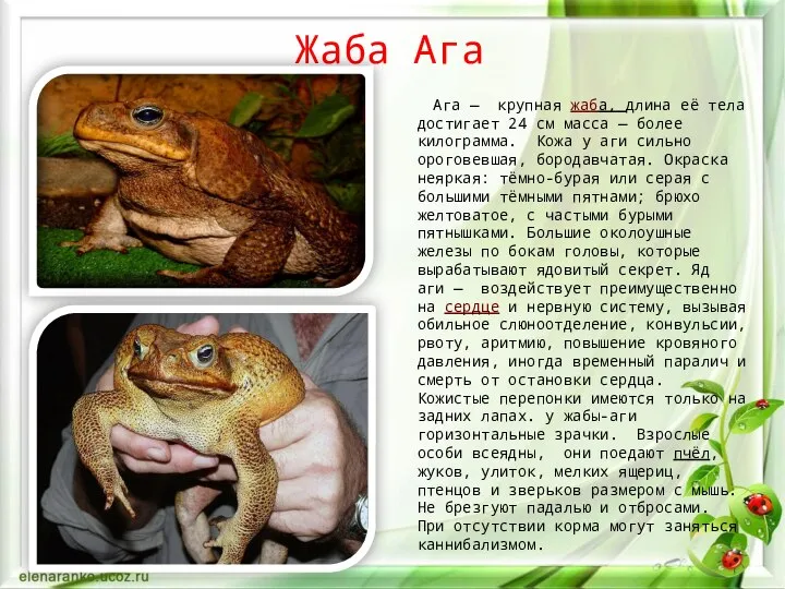 Жаба Ага Ага — крупная жаба, длина её тела достигает 24 см