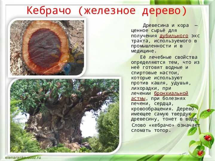 Кебрачо (железное дерево) Древесина и кора — ценное сырьё для получения дубильного