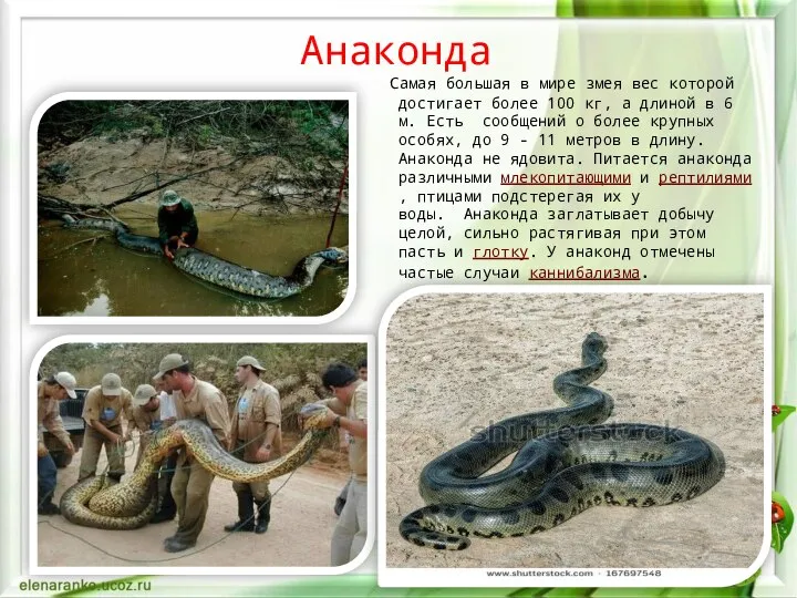Анаконда Самая большая в мире змея вес которой достигает более 100 кг,