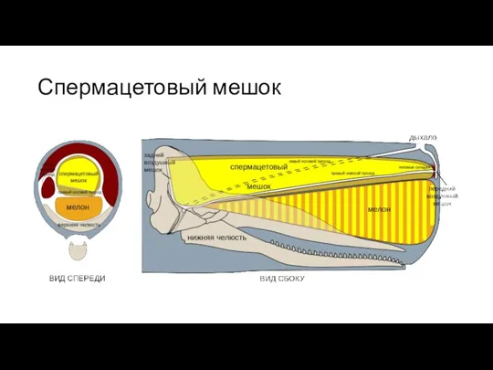 Спермацетовый мешок