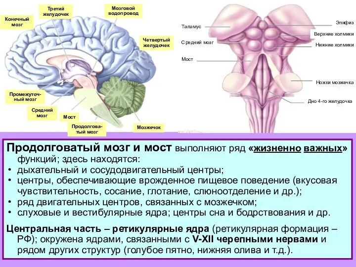 Конечный мозг Третий желудочек Мозговой водопровод Четвертый желудочек Мозжечок Промежуточ- ный мозг