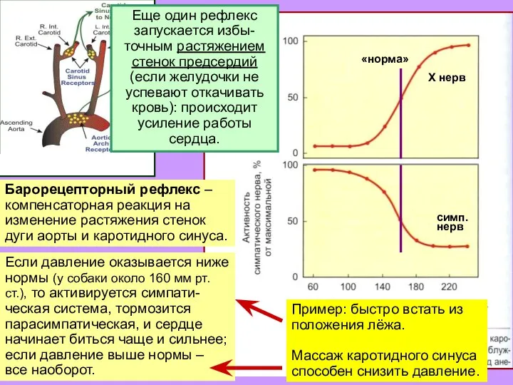 «норма» Х нерв симп. нерв Барорецепторный рефлекс – компенсаторная реакция на изменение