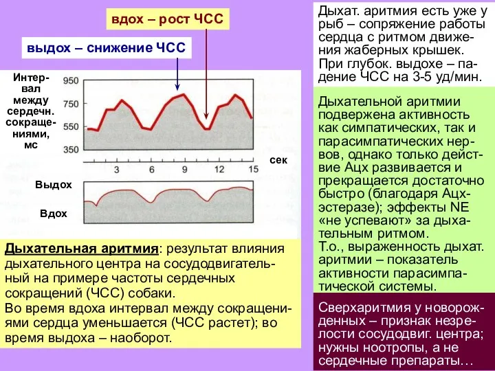 Дыхательной аритмии подвержена активность как симпатических, так и парасимпатических нер-вов, однако только