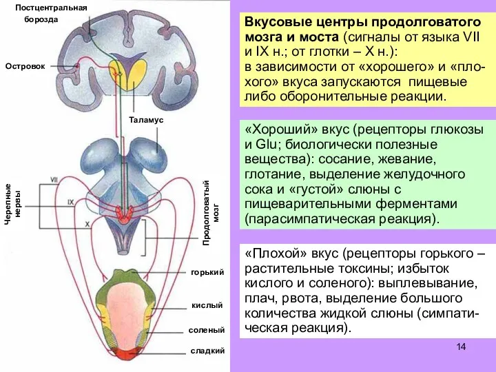 Вкусовые центры продолговатого мозга и моста (сигналы от языка VII и IX