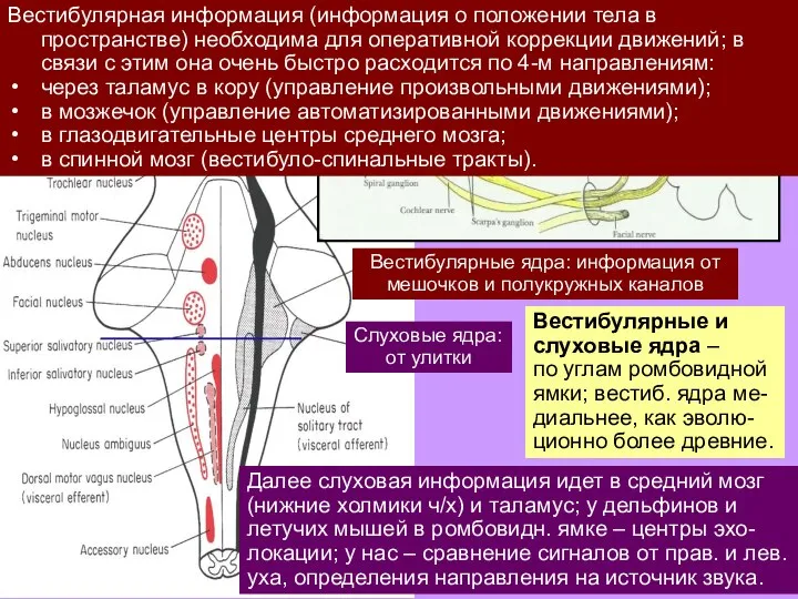 Вестибулярные и слуховые ядра – по углам ромбовидной ямки; вестиб. ядра ме-диальнее,