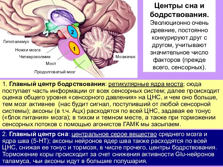 Центры сна и бодрствования. Эволюционно очень древние, постоянно конкурируют друг с другом,