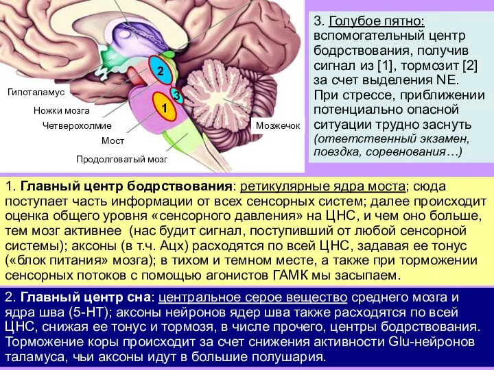 1. Главный центр бодрствования: ретикулярные ядра моста; сюда поступает часть информации от