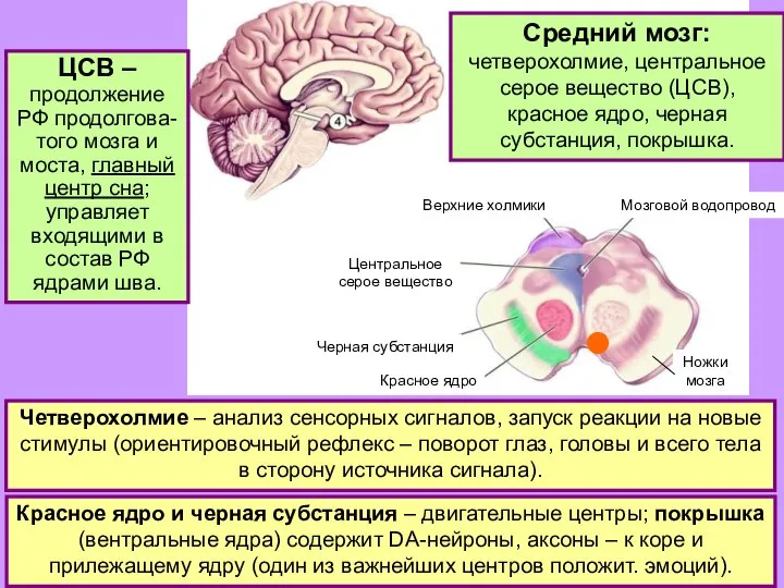 Четверохолмие – анализ сенсорных сигналов, запуск реакции на новые стимулы (ориентировочный рефлекс