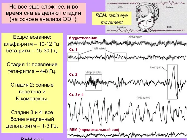 Но все еще сложнее, и во время сна выделяют стадии (на основе