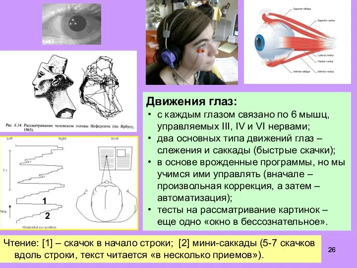 Движения глаз: с каждым глазом связано по 6 мышц, управляемых III, IV