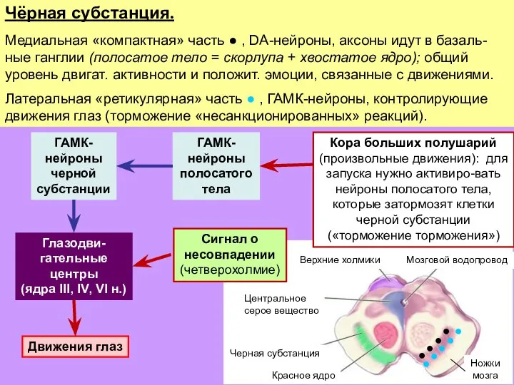 Чёрная субстанция. Медиальная «компактная» часть ● , DA-нейроны, аксоны идут в базаль-ные