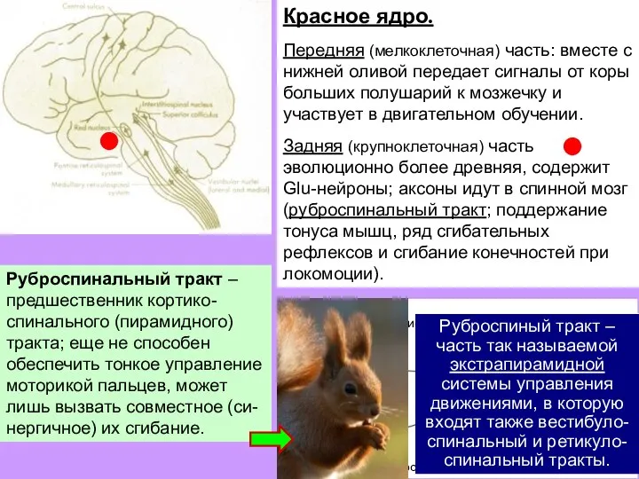 Красное ядро. Передняя (мелкоклеточная) часть: вместе с нижней оливой передает сигналы от