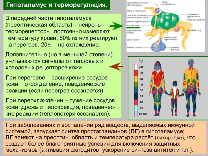 Гипоталамус и терморегуляция. В передней части гипоталамуса (преоптическая область) – нейроны-терморецепторы, постоянно