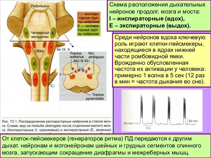 Схема расположения дыхательных нейронов продолг. мозга и моста: I – инспираторные (вдох),