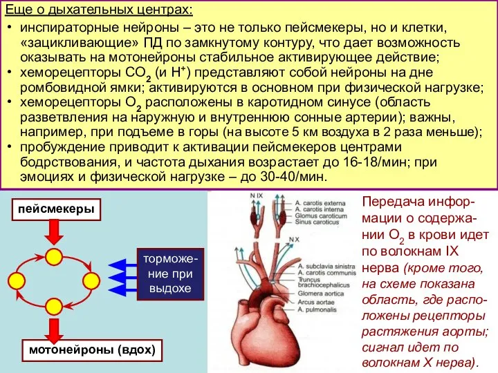 Еще о дыхательных центрах: инспираторные нейроны – это не только пейсмекеры, но