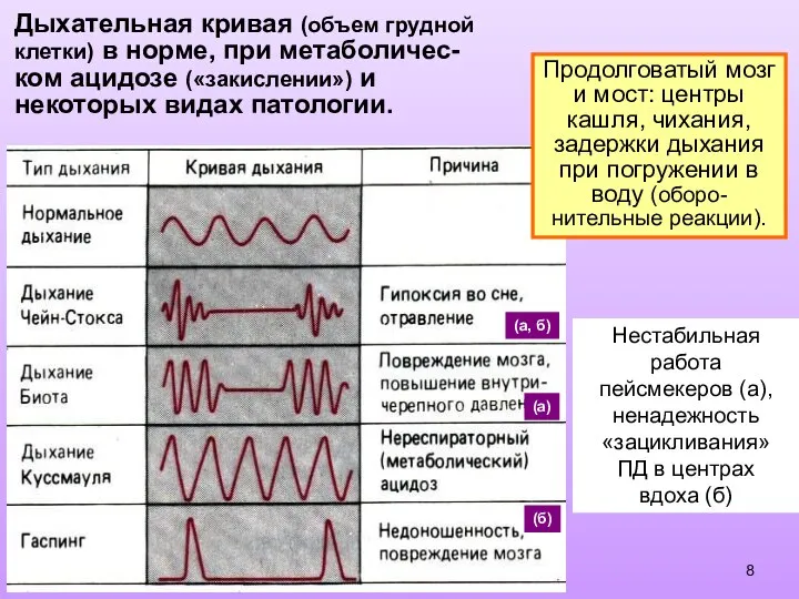 Дыхательная кривая (объем грудной клетки) в норме, при метаболичес- ком ацидозе («закислении»)