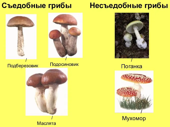 / Подберезовик Съедобные грибы Несъедобные грибы / Мухомор / Подосиновик / Маслята / Поганка