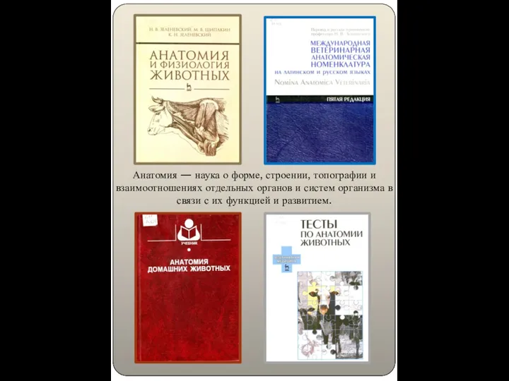 Анатомия — наука о форме, строении, топографии и взаимоотношениях отдельных органов и