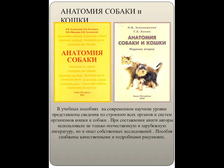 АНАТОМИЯ СОБАКИ и КОШКИ В учебных пособиях на современном научном уровне представлены