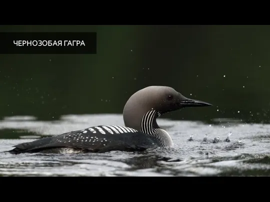 ЧЕРНОЗОБАЯ ГАГРА