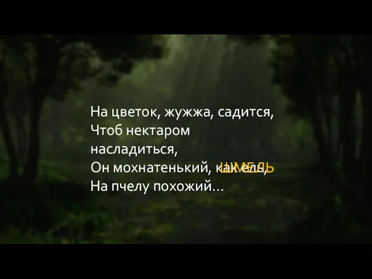 На цветок, жужжа, садится, Чтоб нектаром насладиться, Он мохнатенький, как ель, На пчелу похожий… ШМЕЛЬ