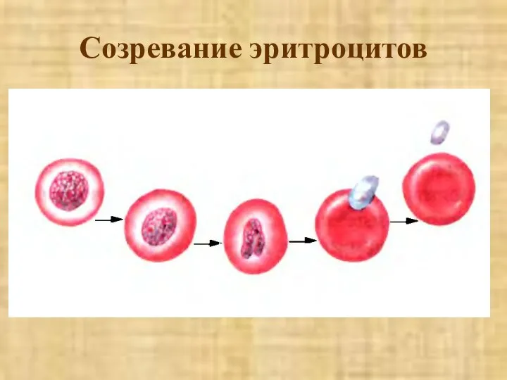 Созревание эритроцитов