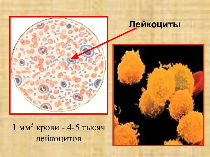 Лейкоциты 1 мм3 крови - 4-5 тысяч лейкоцитов