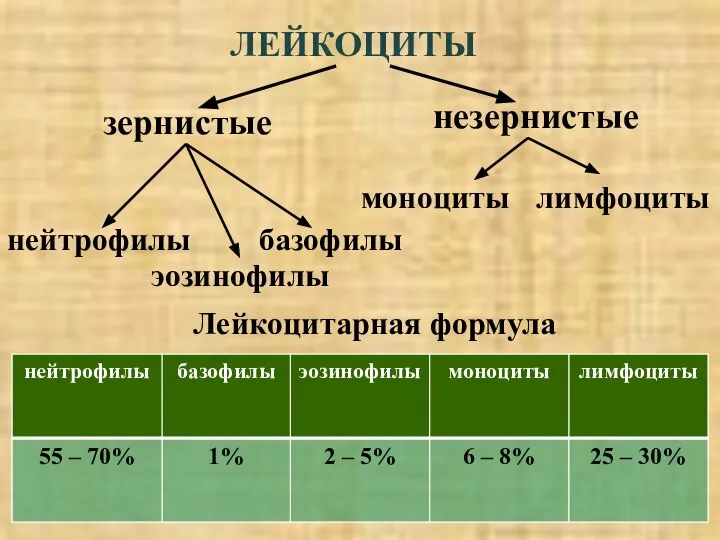 ЛЕЙКОЦИТЫ зернистые незернистые нейтрофилы базофилы эозинофилы моноциты лимфоциты Лейкоцитарная формула