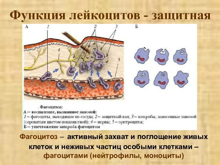 Функция лейкоцитов - защитная Фагоцитоз – активный захват и поглощение живых клеток