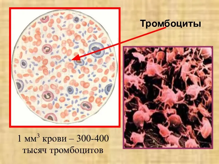 Тромбоциты 1 мм3 крови – 300-400 тысяч тромбоцитов