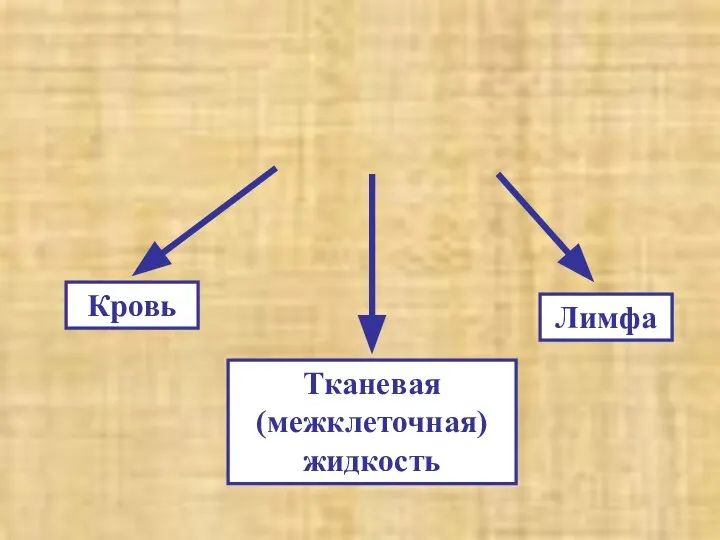 Внутренняя среда организма Кровь Тканевая (межклеточная) жидкость Лимфа