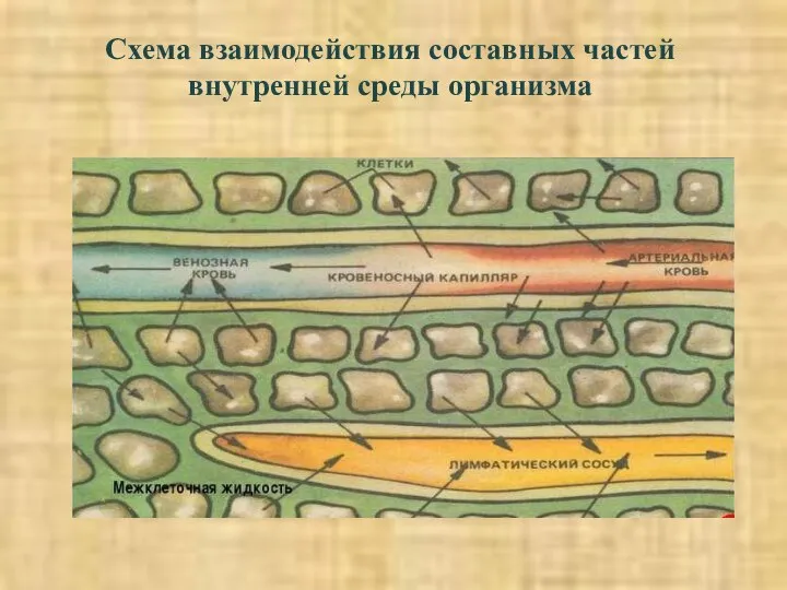 Схема взаимодействия составных частей внутренней среды организма