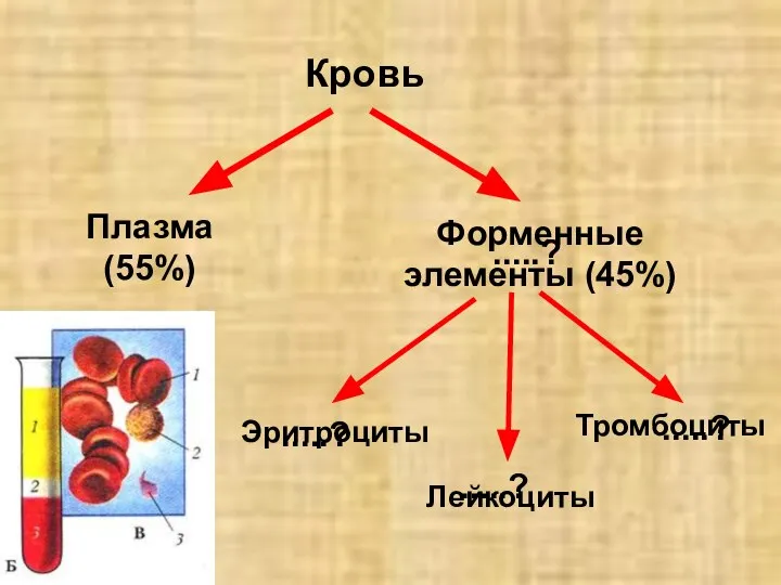 Кровь Плазма (55%) .....? .....? .....? .....? Форменные элементы (45%) Эритроциты Лейкоциты Тромбоциты