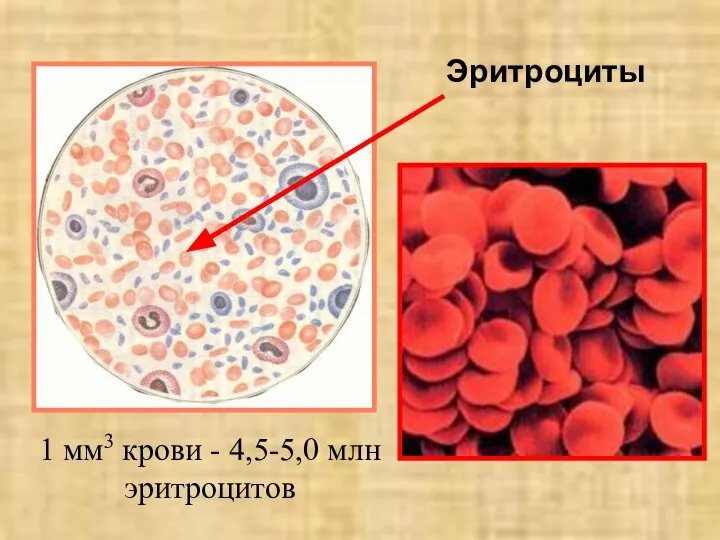 Эритроциты 1 мм3 крови - 4,5-5,0 млн эритроцитов