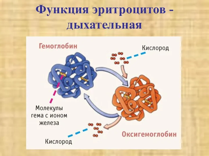 Функция эритроцитов - дыхательная